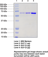 G9a-<wbr/>like protein (human recombinant)