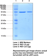 RIZ1 (human recombinant)