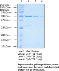 DNA Methyl<wbr>transferase 3L (human recombinant)