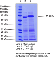 UTX (human, recombinant)