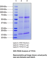 TIP60 (human, recombinant)