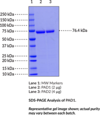 PAD1 (human, recombinant)