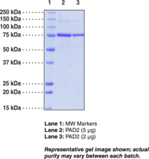 PAD2 (human recombinant)