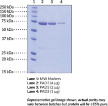 PAD3 (human, recombinant)