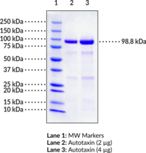 Autotaxin (human, recombinant)