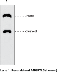 ANGPTL3 (human) Monoclonal Antibody (Clone Kairos-<wbr/>37)