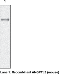 ANGPTL3 (mouse) Monoclonal Antibody (Clone Kairos3-<wbr/>1541)