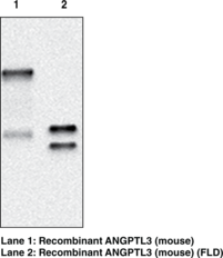 ANGPTL3 (mouse) Monoclonal Antibody (Clone Kairos3-<wbr/>3741)