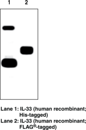 Interleukin-<wbr/>33 (human) Monoclonal Antibody (Clone IL33305B)