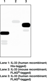 Interleukin-<wbr/>33 Monoclonal Antibody (Clone IL33026B)