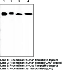 Nampt Monoclonal Antibody (Clone OMNI 379)