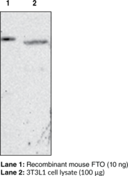 FTO (mouse) Monoclonal Antibody (Clone FT 62-6)