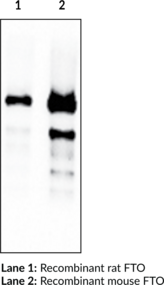 FTO (mouse) Monoclonal Antibody (Clone FT 342-<wbr/>1)