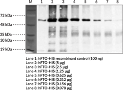 FTO (human) Monoclonal Antibody (Clone FT 86-<wbr/>4)