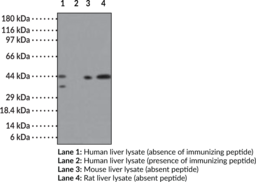 SMAD3 Polyclonal Antibody