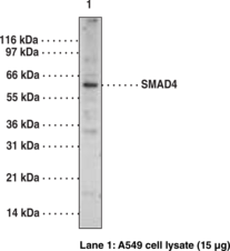 SMAD4 Polyclonal Antibody