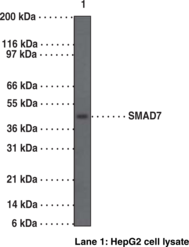 SMAD7 Polyclonal Antibody