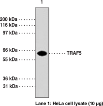 TRAF5 Monoclonal Antibody (Clone 55A219)