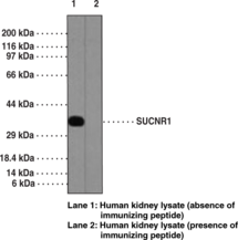 SUCNR1 Polyclonal Antibody