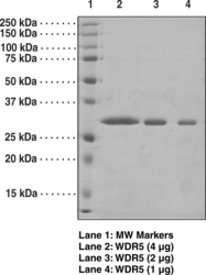 WDR5 (human, recombinant)