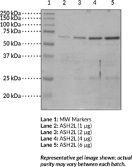 ASH2L (human recombinant)