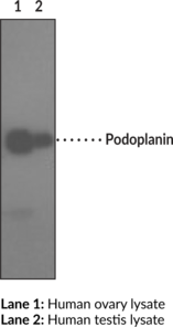 Podoplanin Monoclonal Antibody (Clone NZ-<wbr/>1.2)