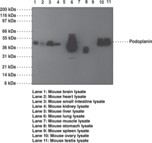 Podoplanin Monoclonal Antibody (Clone pmab-<wbr/>1)