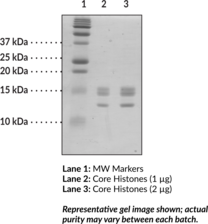 Core Histones (human) - Additives & Precursors - CAT N°: 11010