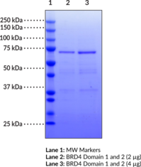 BRD4 bromodomains 1 and 2 (human, recombinant; aa 49-460)