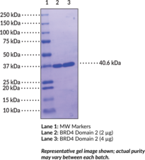 BRD4 bromodomain 2 (human, recombinant; GST-tagged)