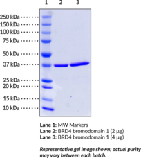 BRD4 bromodomain 1 (human, recombinant; GST-<wbr/>tagged)