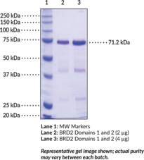 BRD2 bromodomains 1 and 2 (human, recombinant)