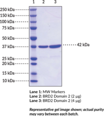 BRD2 bromodomain 2 (human, recombinant)