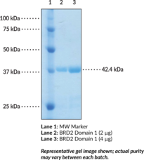 BRD2 bromodomain 1 (human, recombinant)