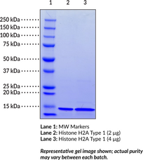 Histone H2A Type 1 (human, recombinant)