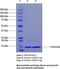 Histone H2B Type 1-A (human, recombinant)