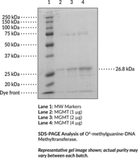 O<sup>6</sup>-<wbr/>methylguanine-<wbr/>DNA Methyl<wbr/>transferase (human, recombinant)