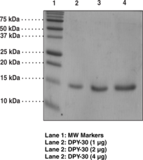 DPY-<wbr/>30 (human recombinant)