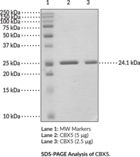 CBX5 (human recombinant)