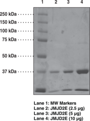 JMJD2E Strep-<wbr/>tagged (human, recombinant)