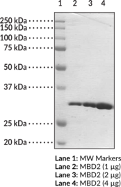 MBD2 (human recombinant; methyl binding domain aa 150-<wbr/>220)