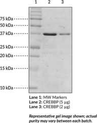 CREB-<wbr/>binding protein bromodomain (human recombinant)