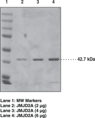 JMJD2A (human, recombinant; Strep-tagged)