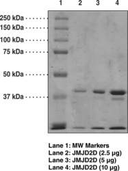 JMJD2D Strep-<wbr/>tagged (human recombinant)