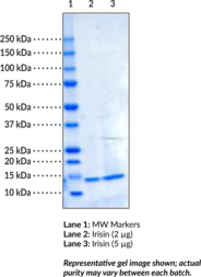 Irisin (human, recombinant)