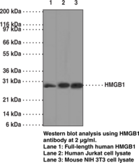 HMGB1 Monoclonal Antibody (Clone IMG19N15F4)