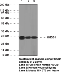 HMGB1 Monoclonal Antibody (Clone IMG19N12A1)