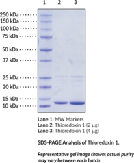 Thioredoxin 1 (<em>E. coli</em>, recombinant; oxidized form)