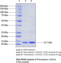 Thioredoxin 1 (C61S/C72S mutant; human, recombinant)