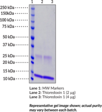 Thioredoxin 1 (mouse, recombinant)